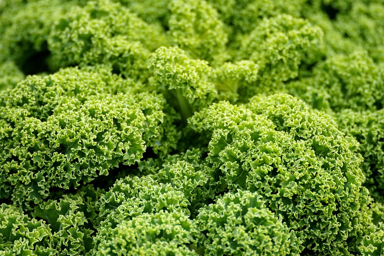 Kale Curly