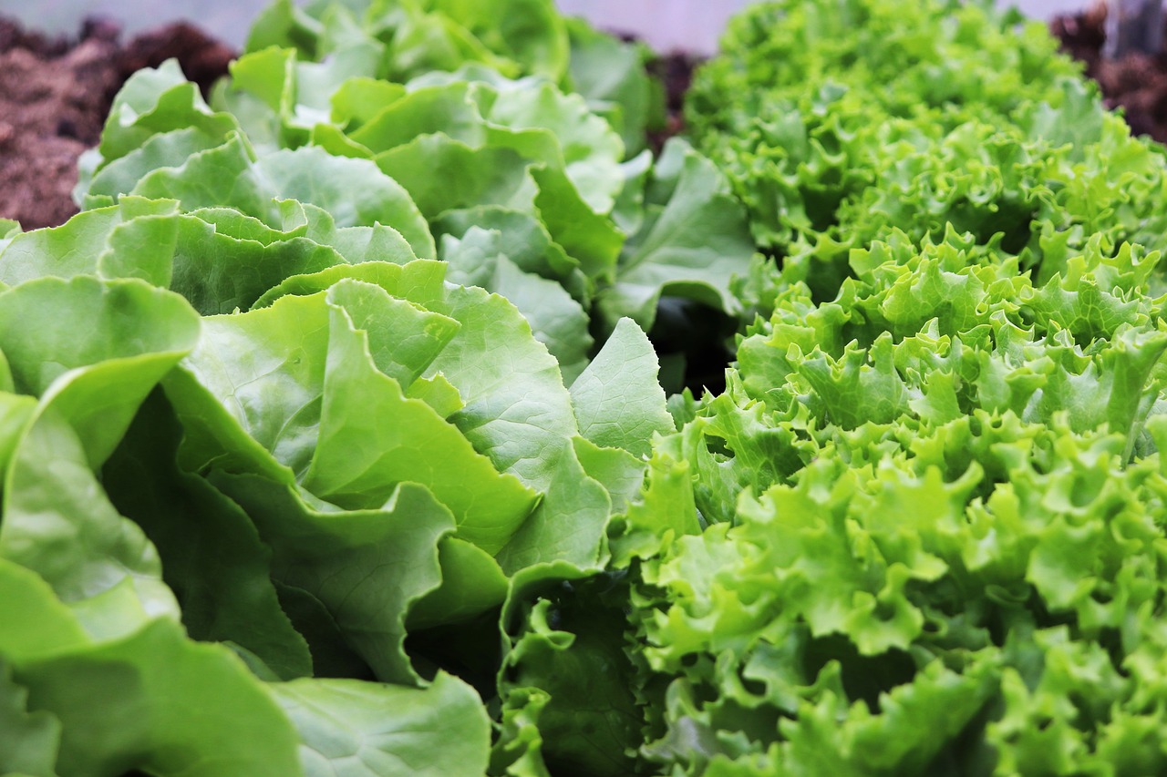 Lettuce Butterhead