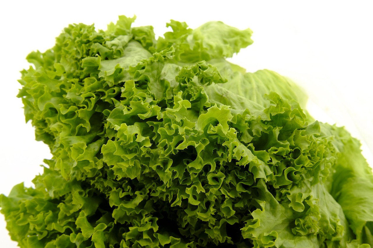 Lettuce Iceberg