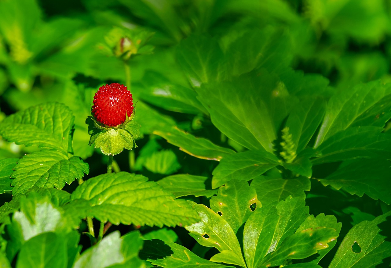 Strawberry Everbearing